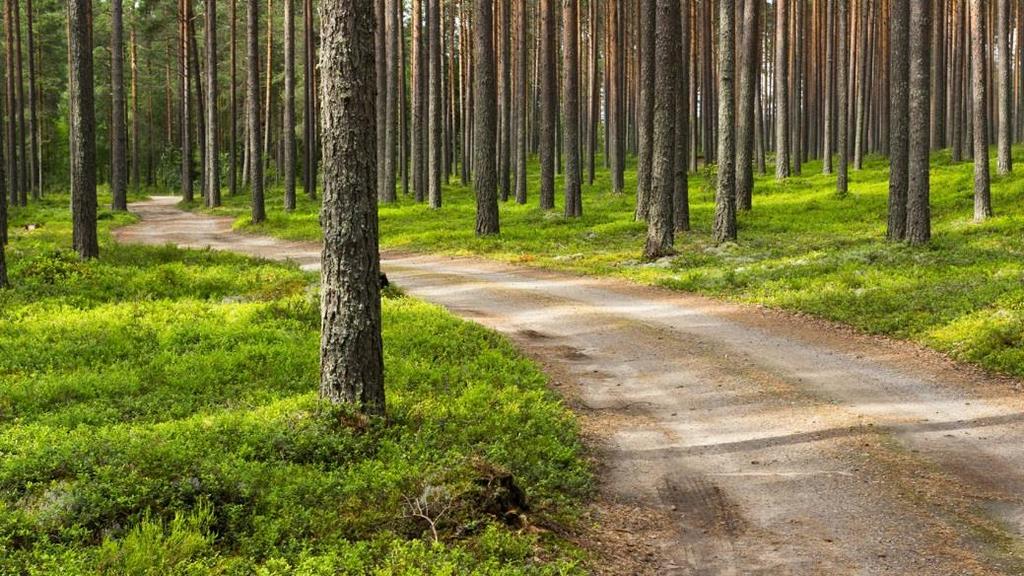 #1 FORESTED COUNTRY IN EUROPE 75% OF THE LAND COVERED IN FORESTS 17 BILLION TREES SUSTAINABLE AND COMPREHENSIVE UTILIZATION THE NORDIC