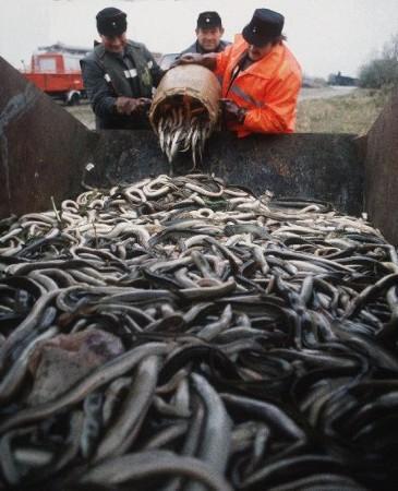 Effects on eels 15 eels died during the