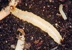The Western corn rootworm, Diabrotica virgifera virgifera, is the most predominant rootworm in the U.S.