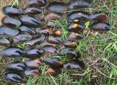 Freshwater Pearl Mussel Margari7fera margari7fera Biology Complex life cycle Live to 120 years Indicator of excepbonally clean and healthy environment Endangered, nearly all Irish populabons on