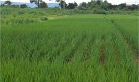 Rainfed rice in Madagascar : livestock as a priority Biomass production --- Grazing +