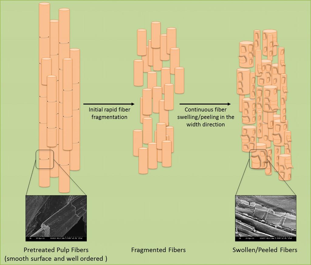 The enzymatic hydrolysis of pretreated pulp fibers predominantly involves