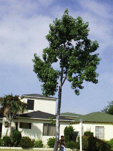 Management Affects Tree Size and Growth