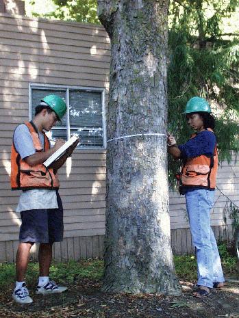 Tree Measurements 25 measurements for each tree, including: Diameter-at-breast-height Tree height Crown (bole) height Crown