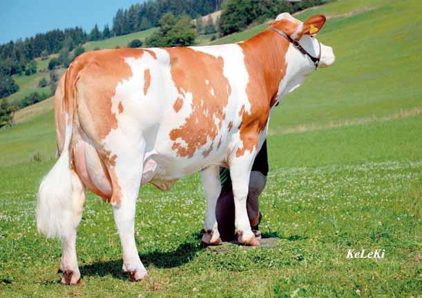 Austria s cattle breeds at a glance Fleckvieh/ Simmental With over 1.49 million animals, the Fleckvieh/Simmental is the most widelyspread breed of cattle in Austria.