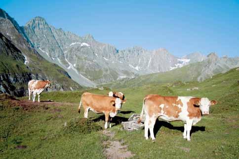A large percentage of young Fleckvieh cattle are on alpine grazing which results in good overall health and longevity of life.