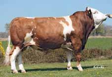 8 Milk performance 2013 (all cows): 7,141-4.15 % F - 3.41 % P (305 Days) Beef performance: Registered cows: 5,129 Herds: 680 Test station: 1,486 g Carcasse weight: ca. 57.