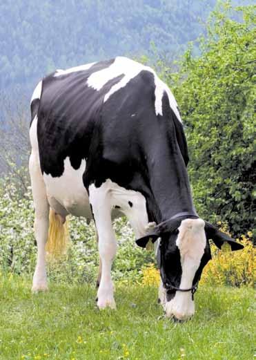 The Holstein s highly functional udders with good milking speed allow a high milk production throughout many lactations and match well with up-to-date milking technology.
