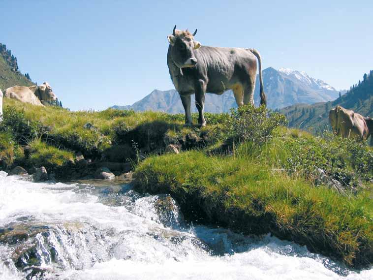 650 kg; Height of the rump: 140 145 cm First calving (months): 34,2 Productive life span (yrs.): 3.55 40.3 % of all cows on alpine grazing Milk performance 2013: 5,625-3.88 % F - 3.