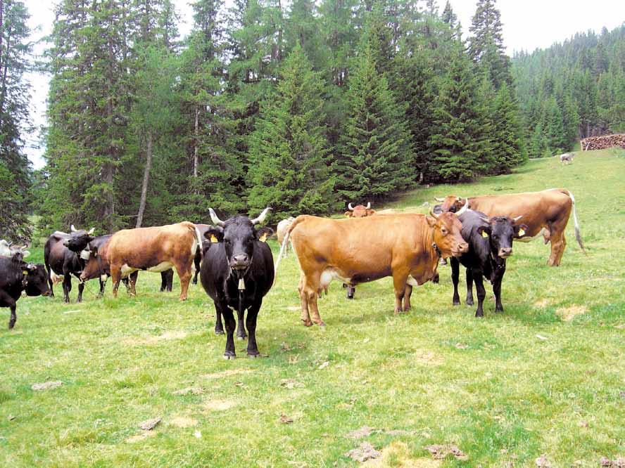 Currently, 23,919 cattle are registered in 2,578 herds from the following breeds: Charolais, Blonde d Aquitaine, Blue Belgian, Limousin, Angus, Beef- Fleckvieh, Scottish Highland,