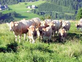 Also significant are the sales of bulls for commercial suckling herds as a basis for pasture utilization. Fleischrinder Austria Pichlmayergasse 18, A-8700 Leoben Tel.