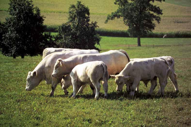 In endangered breeds in which the number of cows falls below a certain level, the main target of these programs is not the selection of high-performance genetic material, but the