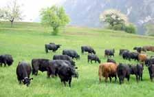 Since most of these endangered special breeds are genetically more appropriate for the production of beef, the individual associations are usually integrated within the relevant