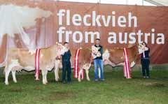 RINDERZUCHT AUSTRIA Champions at the Federal Simmental Show Top Genetics from Austria Annually, over 40,000 breeding cattle (heifers, cows, and breeding calves) are marketed at over 140 auctions (50