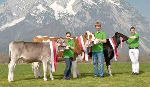 Veterinarial attention and care for the herds as well as the sharing of health data collected, helps to insure an excellent standard of animal health among Austrian cattle breeds.