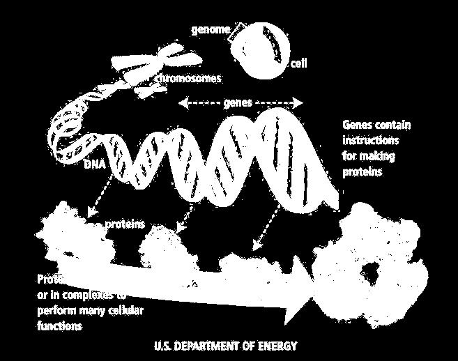 Genomics: What is it?