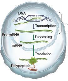 Transcription RNA (ribonucleic acid) is a key intermediary between a DNA sequence and a polypeptide.
