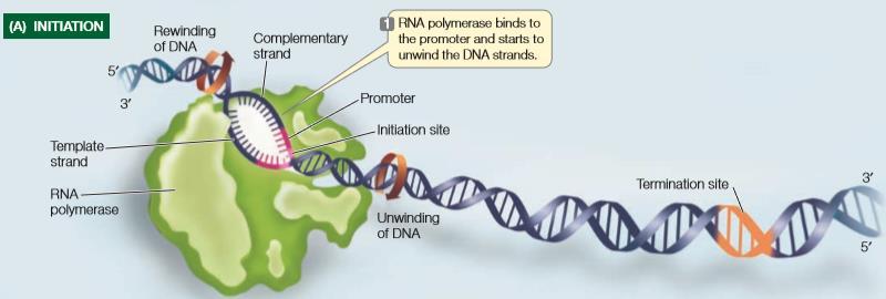 Where to start transcription Which strand of DNA to transcribe (which of the two strands of DNA will act as template for producing a single RNA strand) Part of each promoter is the initiation site,