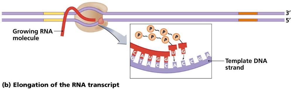 Figure 4- Initiation of RNA synthesis by RNA polymerase. Image courtesy- Sadava et al, Life: The science of Biology, 9th edition.