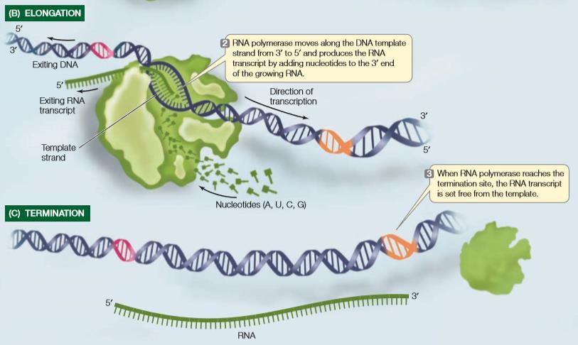 c) TERMINATION- Just as initiation sites in the DNA template strand specify the starting point for transcription, particular base sequences specify its termination.