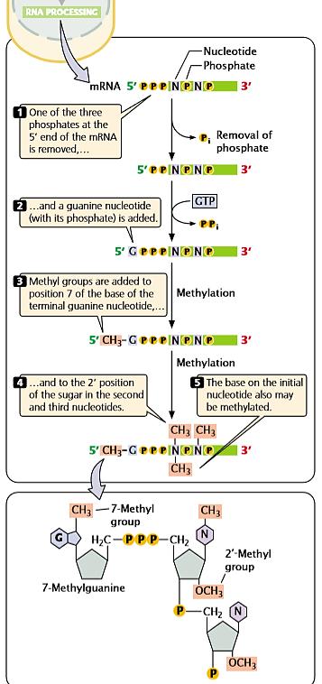 MODIFICATION AT BOTH ENDS Two steps in the processing of pre mrna take place in the nucleus, one at each end of the molecule. A G cap is added to the 5 end of the pre-mrna as it is transcribed.