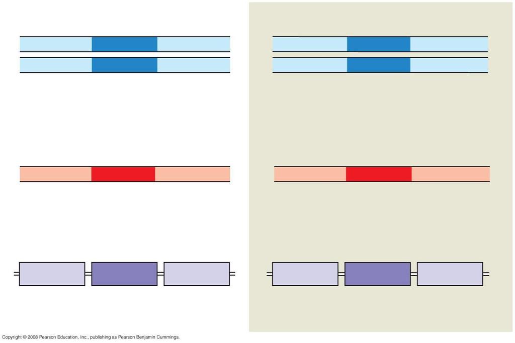 Fig. 17-22 Wild-type hemoglobin DNA Mutant hemoglobin DNA C T T C A T G A A