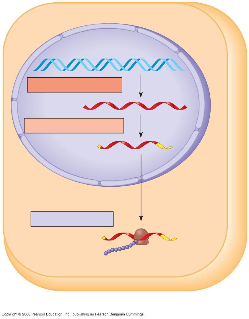 Fig. 17-b- Nuclear envelope TRANSCRIPTION DNA RNA PROCESSING