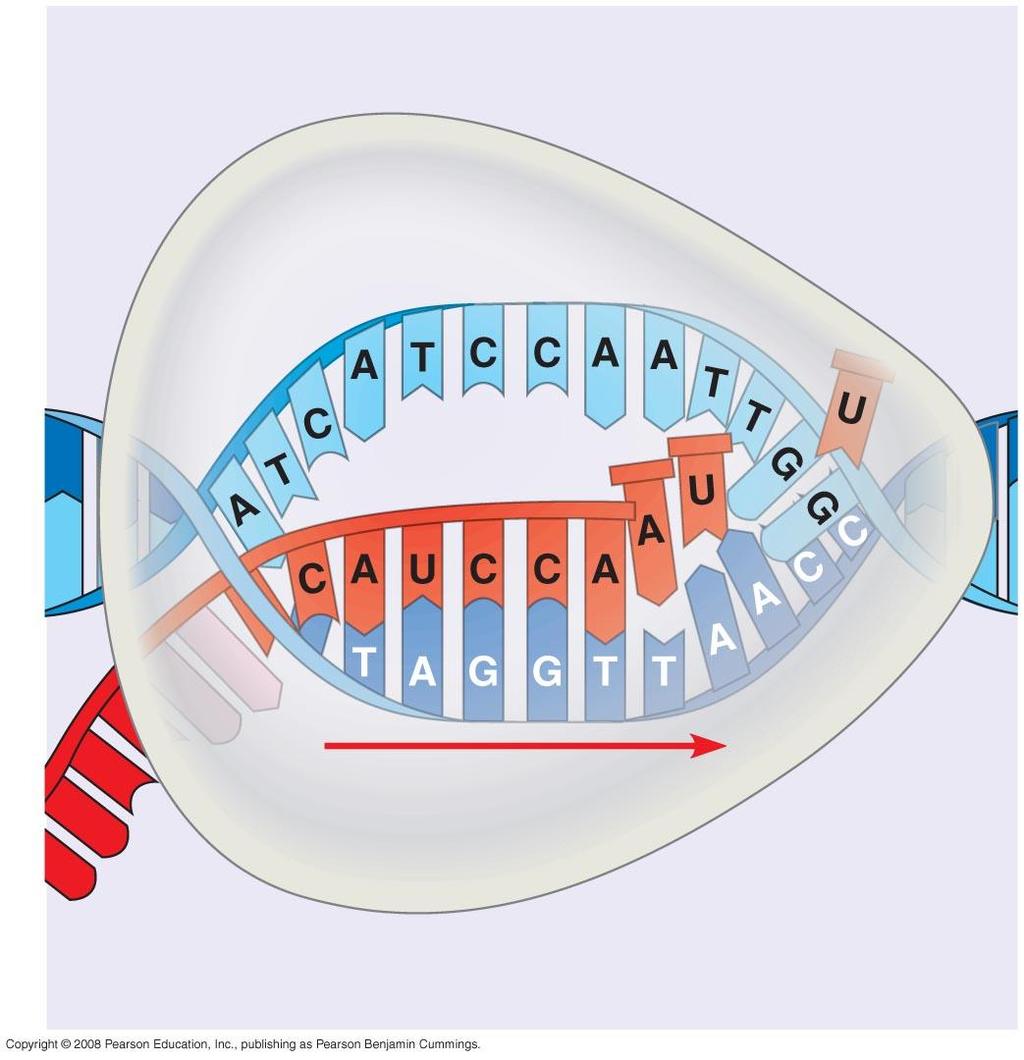 Fig. 17-7b Elongation Nontemplate strand of DNA RNA polymerase RNA nucleotides