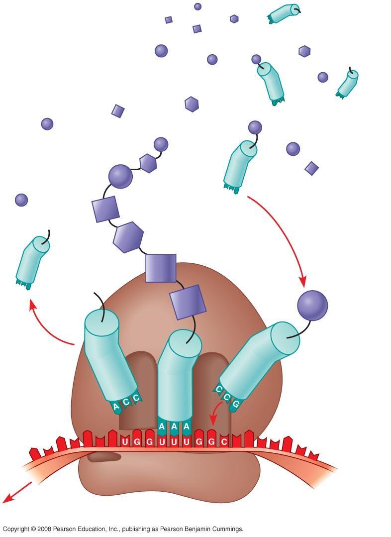 Fig. 17-1 Polypeptide Amino acids Ribosome trna
