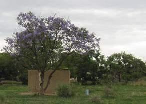 Jacaranda mimosifolia is only considered a Category1b in rural areas (Table 8-4).