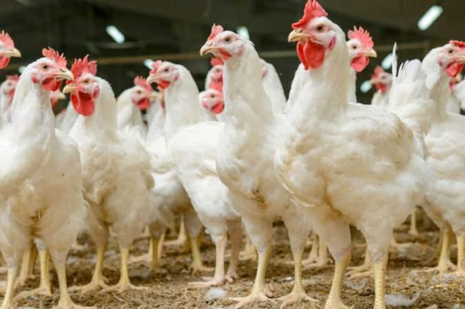 SECTION F: APPENDICES DRAFT BASIC ASSESSMENT REPORT Basic Assessment for the Nkunzi Agricultural Co- Operative (Pty) Ltd s proposed chicken broiler facility enterprise on Plot 1109, Remainder of Farm