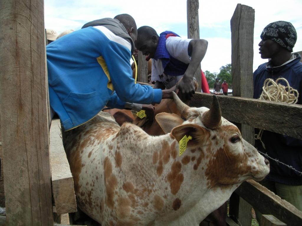 Initial observations Fig. Cattle being ear tagged in the primary market ILRI/F.