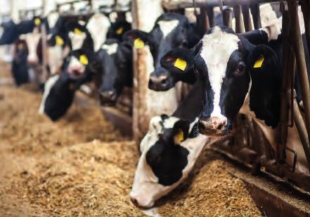 Reducing the environmental impact of animal farming The increasing global demand for food of animal origin has been accompanied by rising concerns among consumers and communities on the environmental