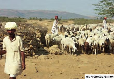 Ensuring productivity through healthy animals Half of the 900 million poor depend directly on livestock for livelihoods and two thirds of those livestock keepers are women.