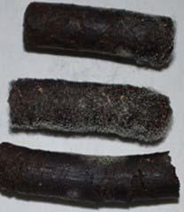 untreated biomass (left), pellets