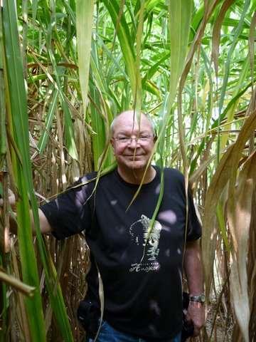 Giant King Grass Adaptable, non-food dedicated energy crop Perennial in tropical and subtropical regions Grows on marginal land Short growth cycle -- harvested in the 1 st year Annual harvest 2-3