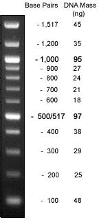 Appendix Photograph of 100 bp DNA ladder Description: The 100 bp DNA Ladder has a number of proprietary plasmids which are digested to completion with appropriate restriction enzymes to yield 12