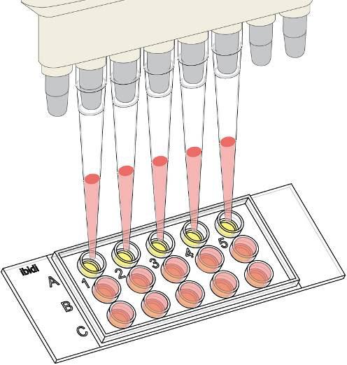 4. Seeding cells For a final cell number of 10.000 cells per well adjust a cell suspension of 2 10 5 cells/ml. Apply 50 µl cell suspension to each well.
