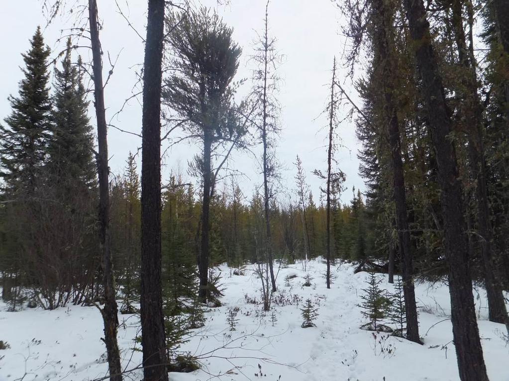 PROULX and GILLIS 86 Figure 7. Caribou used jack pine stands that were adjacent to black spruce and tamarack muskegs.