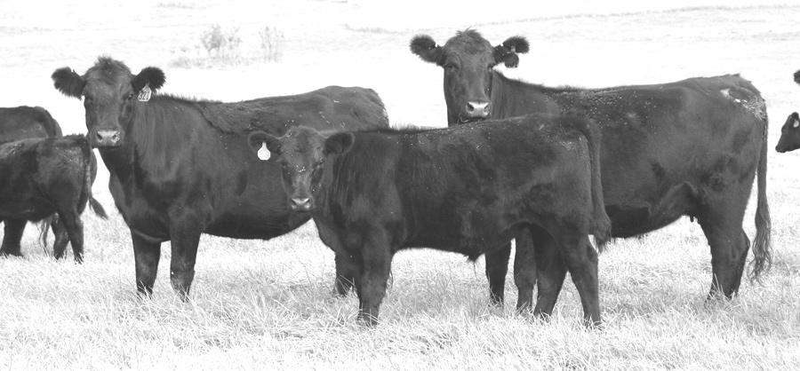 We are pleased to offer this top-notch set of young Angus cows bred to an outstanding set of Angus bulls!