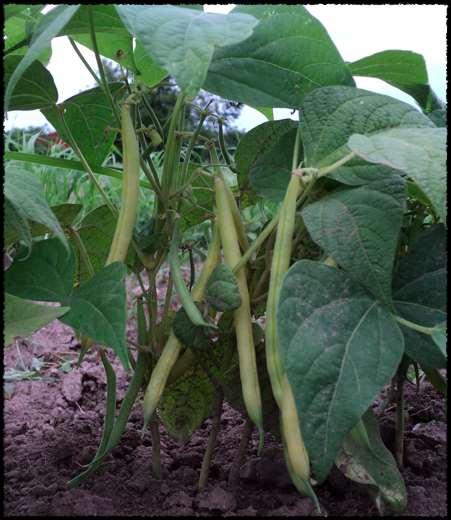 Article in Farming Magazine Case-study about bush beans using both growing and
