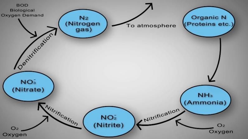 Step 2 is the de-nitrification process where nitrate is reduced to nitrogen gas (N 2) by de-nitrifying bacteria. The N 2 escapes the wastewater into the atmosphere.