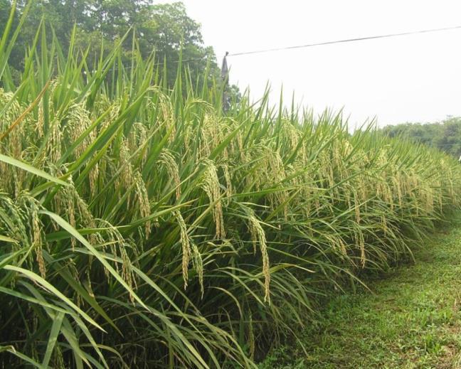 000 ha) 800,000 farmers profited from rice mutant