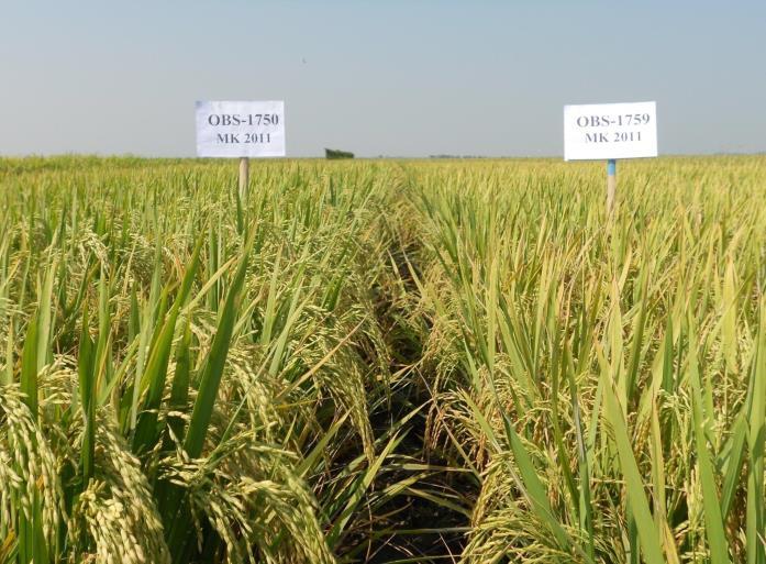 Increased productivity of BATAN rice mutant varieties, 1 3.