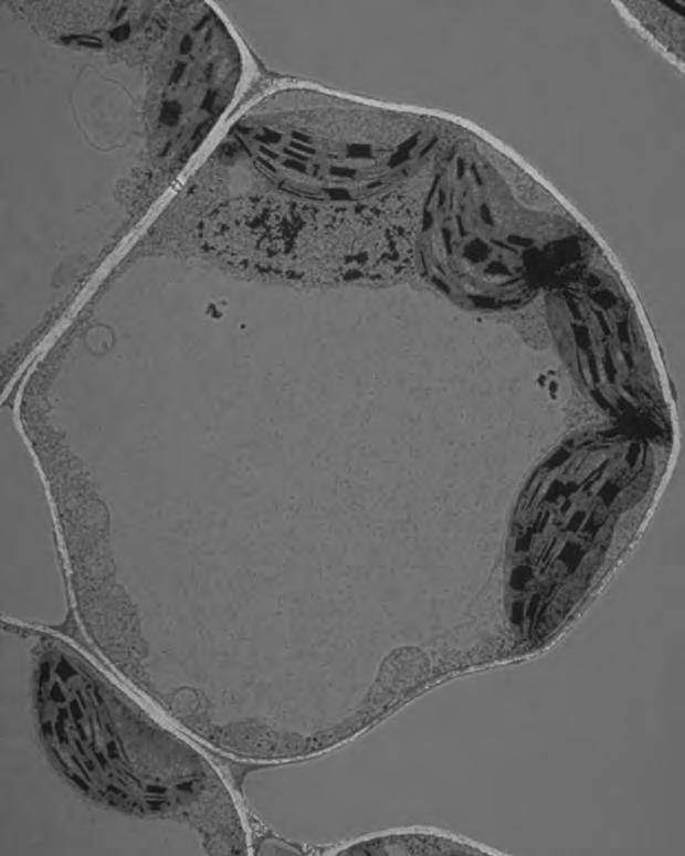 2 Fig. 2.1 is a transmission electron micrograph of cells from a spinach leaf. 4 A B C 