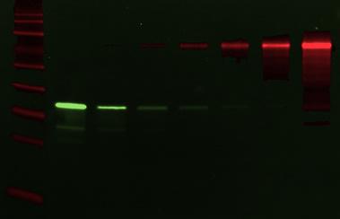 WesternBright TM MCF-IR Two-Color Ner Infrred Blots Detect two proteins in one experiment with WesternBright MCF-IR.