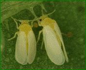 (Helicoverpa punctigera) Tomato leaf miner (Phthorimaea operculella) Cucumber moth (Diaphania indica).