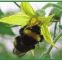 plants can remain present for longer. Benevia has minimal impact on Bumble bees.