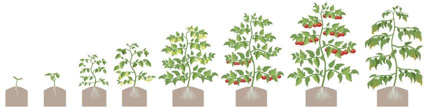 Benevia - Recommended positioning in Tomatoes Transplant to vegetative First flower First flower to fruit set Fruit set to harvest End harvest SLWF Aphid Thrips Heliothis Leaf miner BENEVIA (maximum