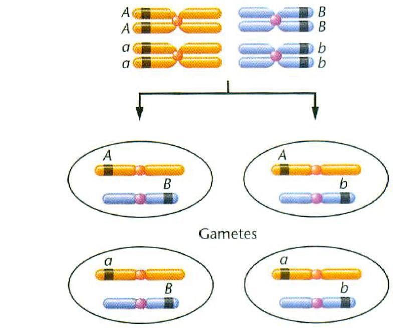 Genes and chromosomes Alelles of genes located on different chromosomes show independent assortment (Mendel s 2nd law)